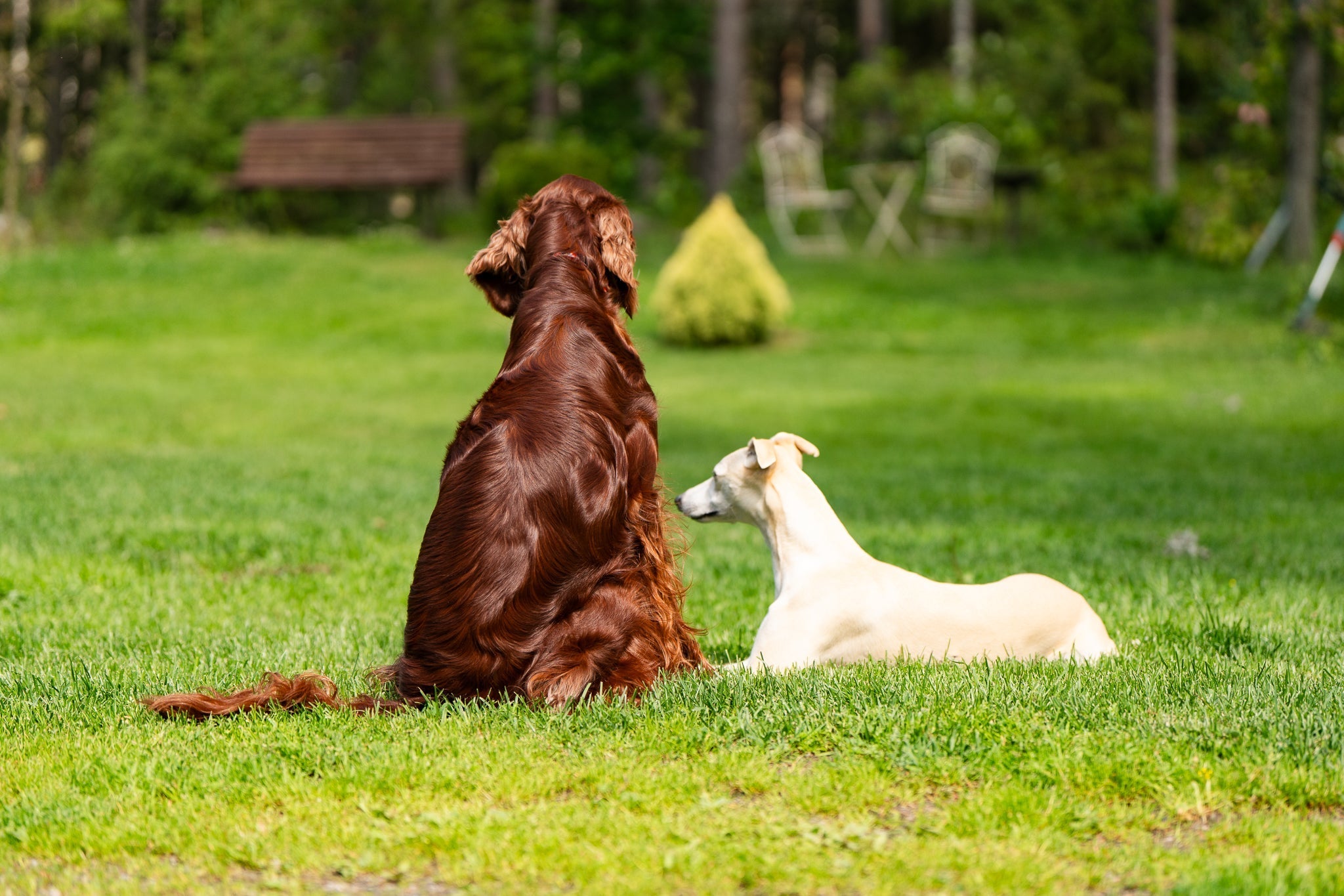 Kenen tavoitteita me oikeastaan toteutamme koiriemme kanssa?