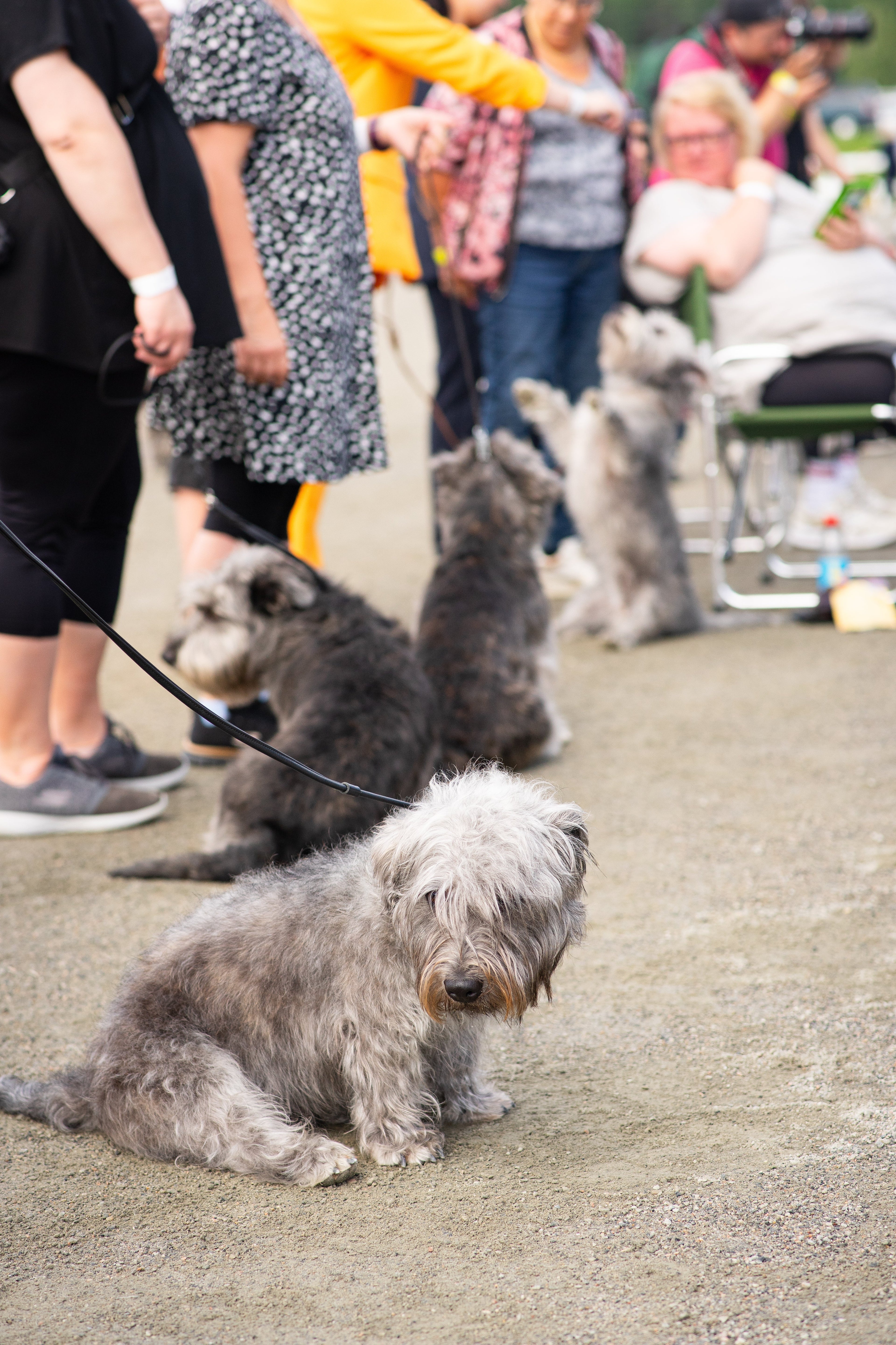 Miten koiranäyttelyiden arvostelu oikeasti toimii?