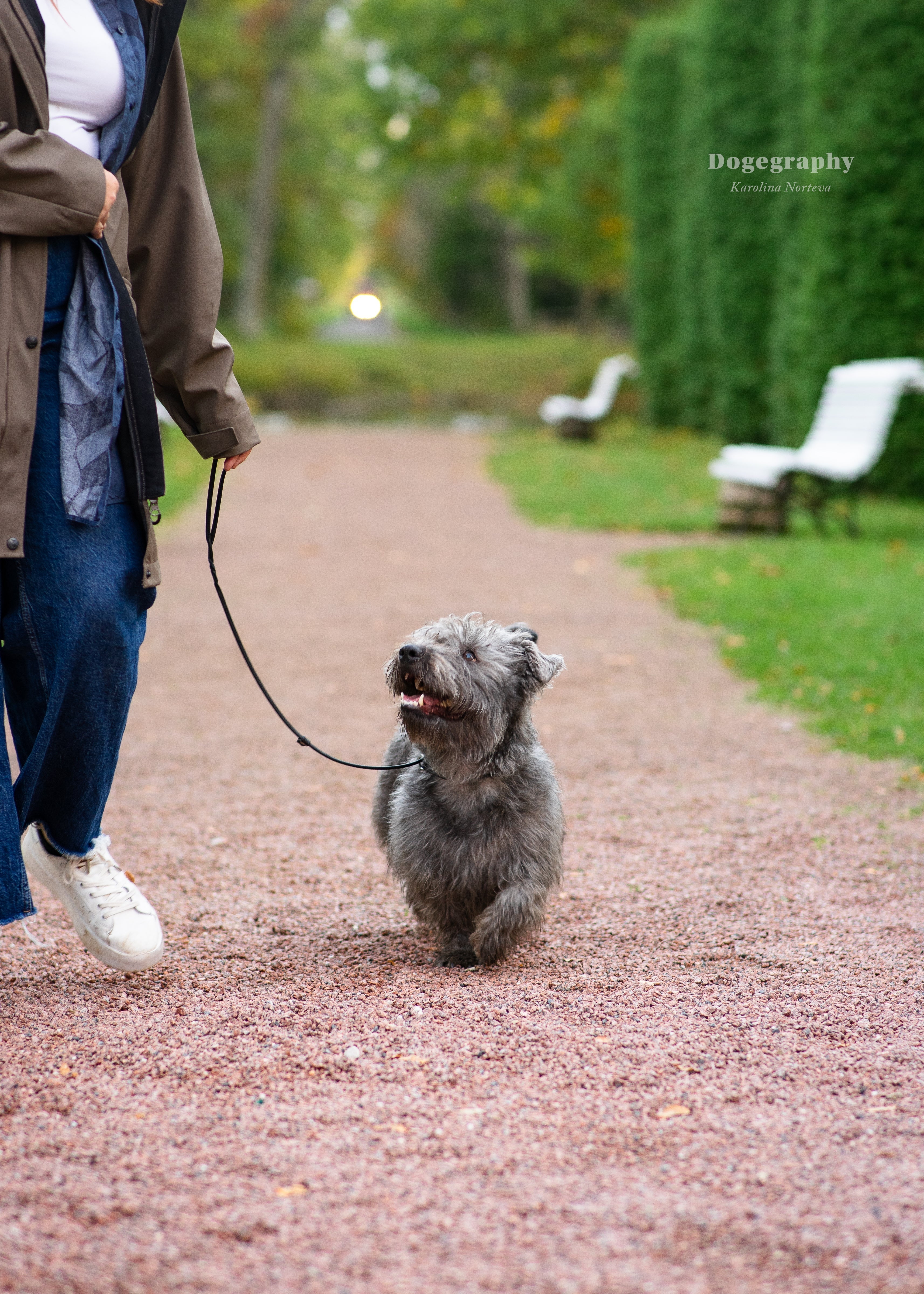 Koiralähtöisyys koiranäyttelyissä: mitä se tarkoittaa ja miksi sillä on väliä?