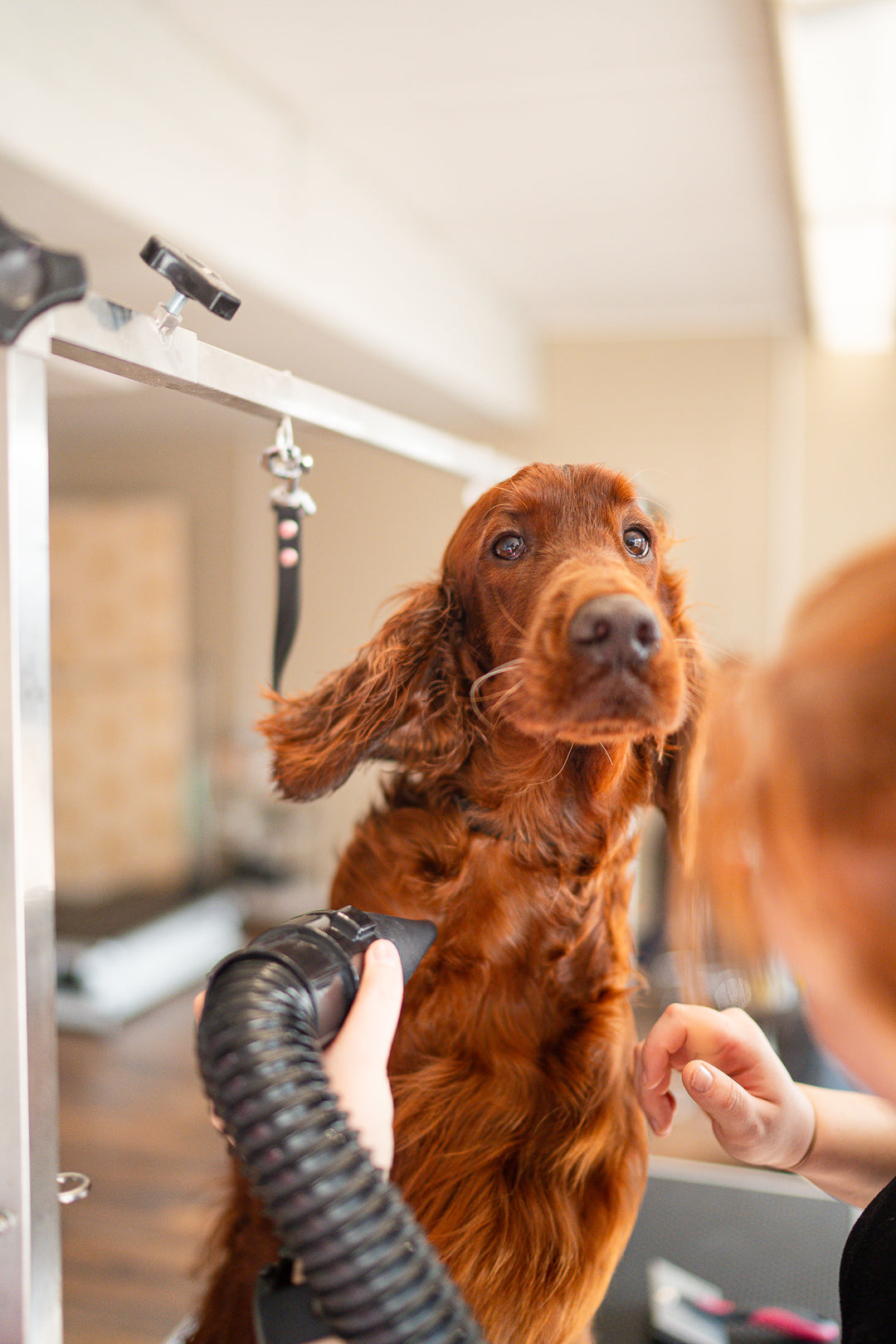 Miksi koirasi tulisi pestä useammin kuin kuvittelet?
