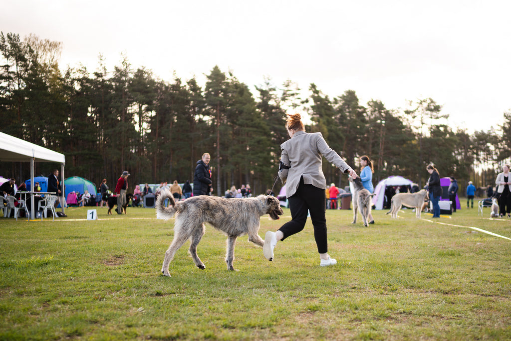 Dog Show Basics - Online Course