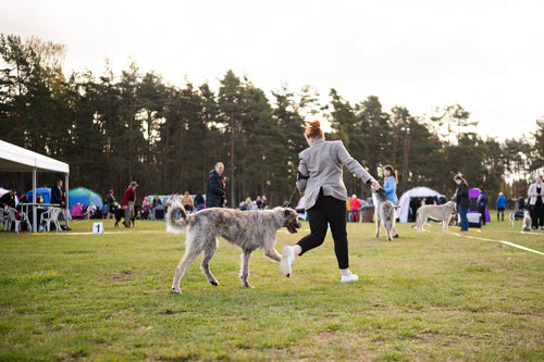 Koiranäyttelyn Perusteet - Verkkokurssi
