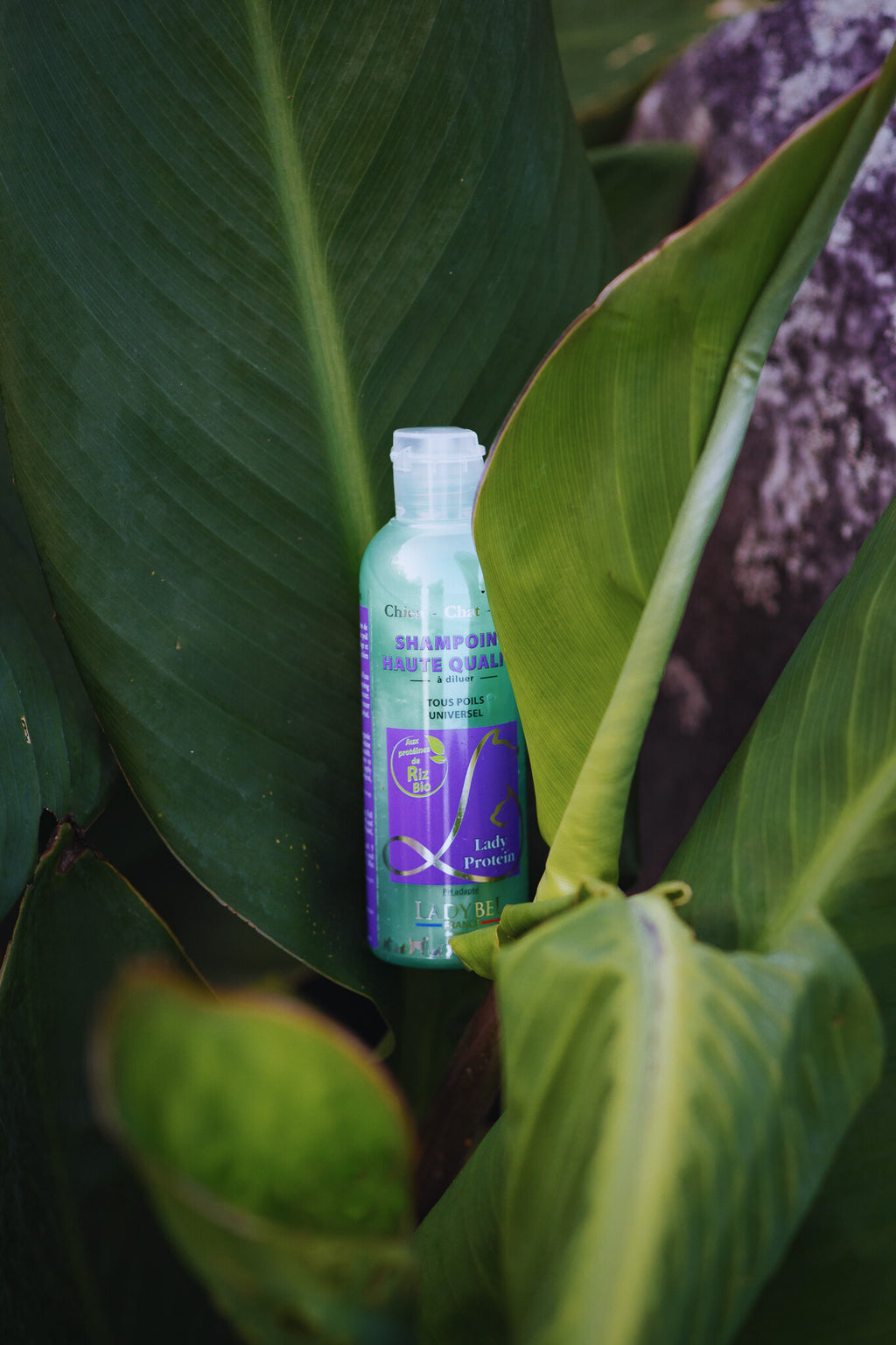 LadyBel Lady Protein Shampoo