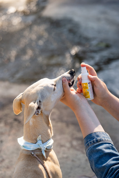 LadyBel Bel Dent Nestemäinen Hammassuihke